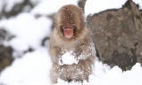 Japanese-macaques-in-winter-09.jpg