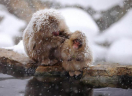 Japanese-macaques-in-winter-01.jpg