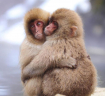 Japanese-macaques-in-winter-06.jpg