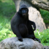 609px-Macaca_nigra_juvenile_(Buffalo_Zoo).jpg