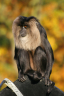 lion-tailed_macaque.jpg