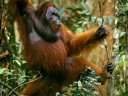 orangutan_651_600x450.jpg