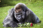 GORILLA-682_1360864a.jpg