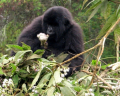 gorilla eating flowers_web.JPG