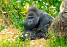 gorilla_jock_in_flowers_peter_budd.jpg