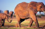 animals_elephants_baby_elephant_desktop_2825x1872_hd-wallpaper-793095.jpg