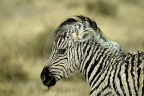 baby-zebra-rain-5829397.jpg