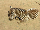 1373967962_baby-zebra.jpg