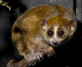 slow-loris-2.jpg