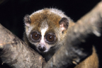 800px-Nycticebus_pygmaeus_002.jpg