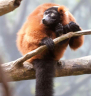 red-ruffed-lemur-9.jpg