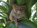 Tarsius_tarsier_Tandurusa_zoo.JPG