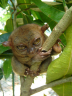 Tarsius syrichta_10.jpg