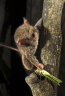 tarsiers_04.jpg