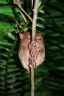 tarsiers_14.jpg