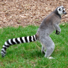 Koshachii-lemur-01.jpg