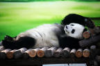 1348724320_panda-at-the-rest-9.jpg