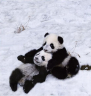 1261086132_1261019734_cute_panda_family_enjoys_the_first_snow.jpg