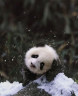 1261022127_cute_panda_family_enjoys_the_first_snow_01.jpg