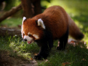 small-red-panda.jpg