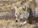 tibetan fox.jpg