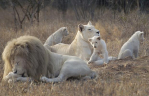 White-Lions-4_1414272i.jpg