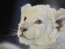 white-lion-cub-albino.jpg