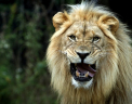 41539859_African_Lion_6415P_by_Sooper_Deviant.jpg