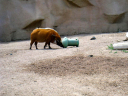 2011-pig-288.jpg