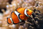 Oceans-Clownfish-600x400.jpg