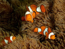 Anemonefish_5.jpg