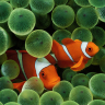 Oceans-Clownfish-600x400.jpg