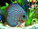 discus_turquoise.jpg