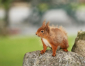 red_squirrel.jpg