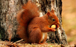 78683599_69539124_RedSquirrel1.jpg