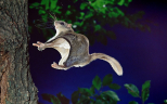 flying-squirrel_2264548k.jpg