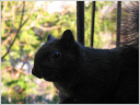 black_squirrel_IMG_5579-thumb.jpg