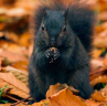 Black_Squirrel_665808c.jpg