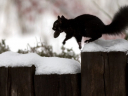 a-black-squirrel-leaps-along-a-snow-covered-fence-00518ec7561e7959b45415ef88.jpg