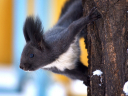 Animals___Beasts_Squirrel_in_the_winter_wood_037347_29.jpg