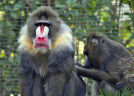 800px-Mandrill_at_the_San_Diego_Zoo-676x486.jpg