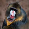 Mandrill.jpg