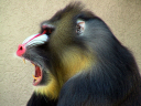 mandrill-8469.jpg