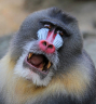 mandrill--14225.jpg