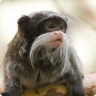 1241981630_emperortamarin15.jpg